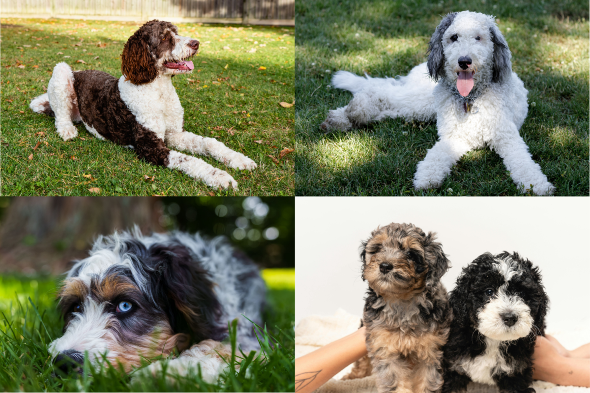 bernedoodle coat colors