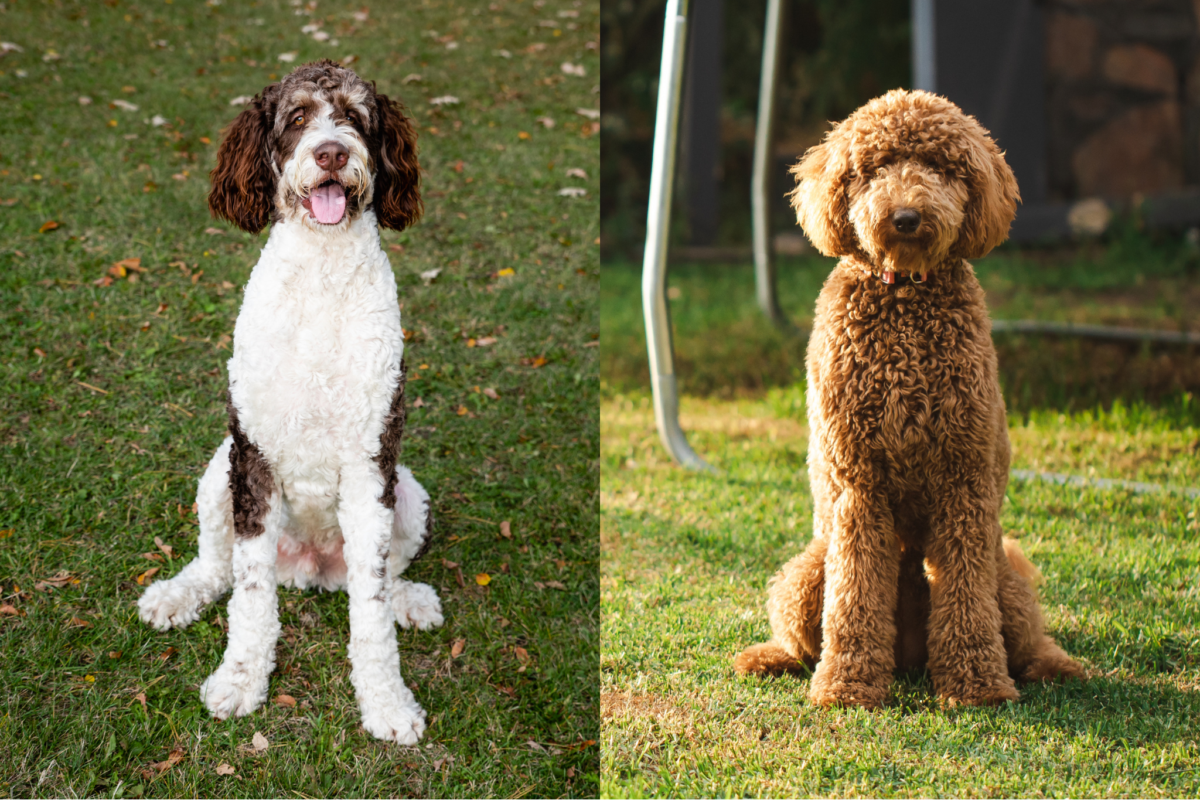 Bernedoodle vs Goldendoodle body.