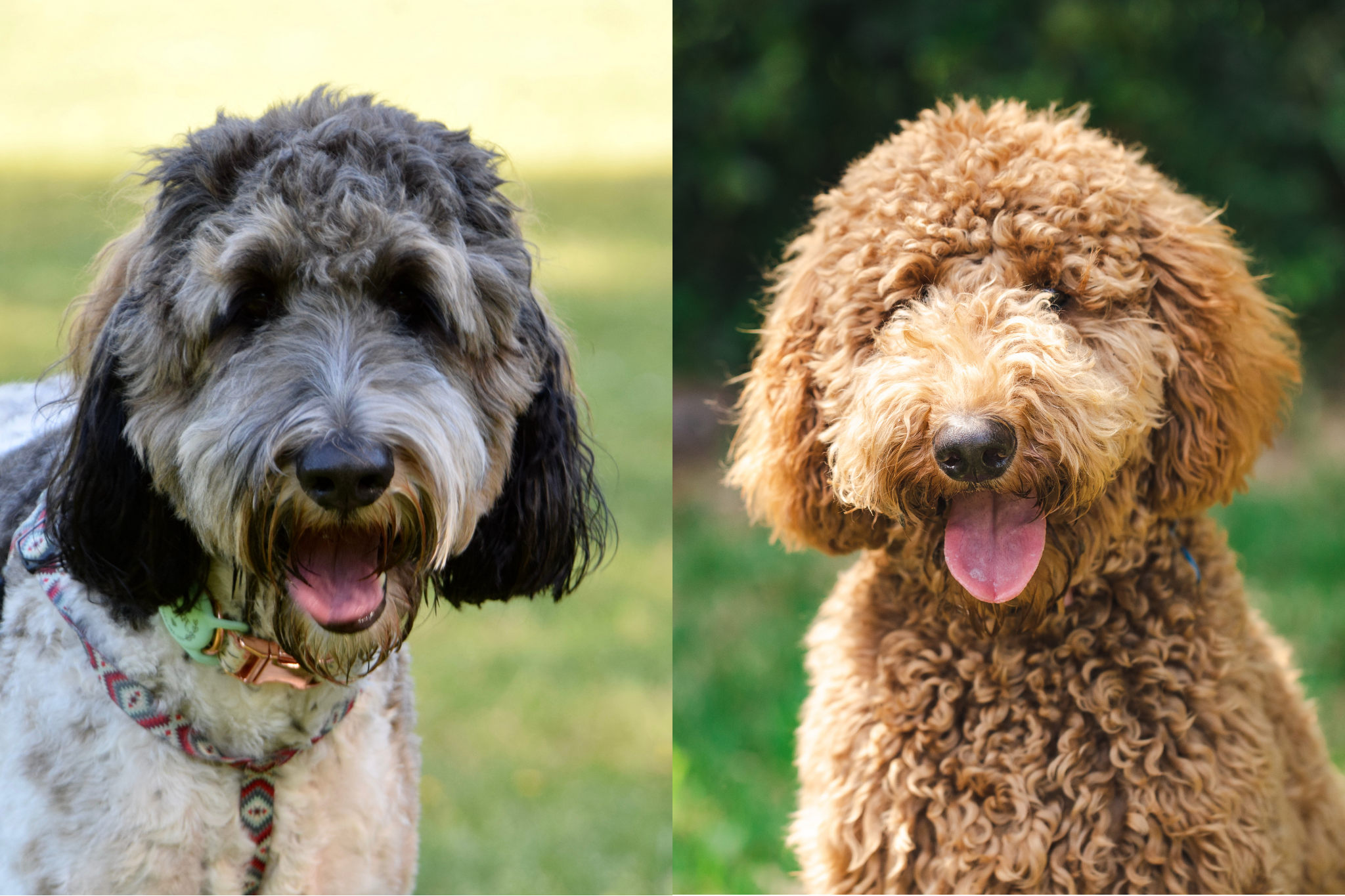 Bernedoodle vs Goldendoodle faces.