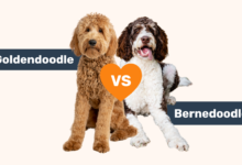 Goldendoodle vs Bernedoodle breed comparison.