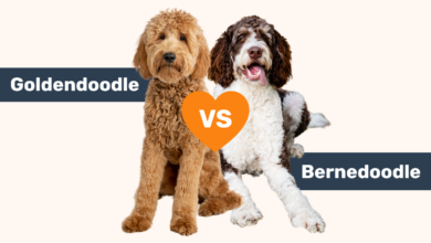 Goldendoodle vs Bernedoodle breed comparison.