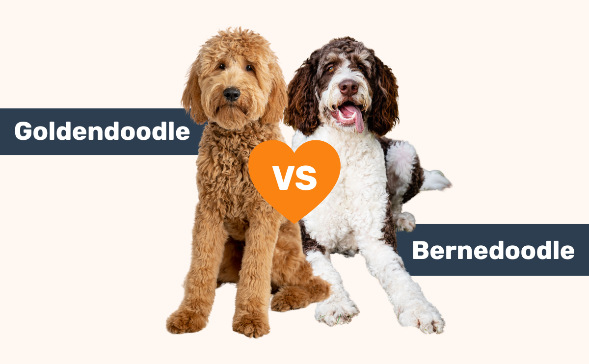 Goldendoodle vs Bernedoodle breed comparison.