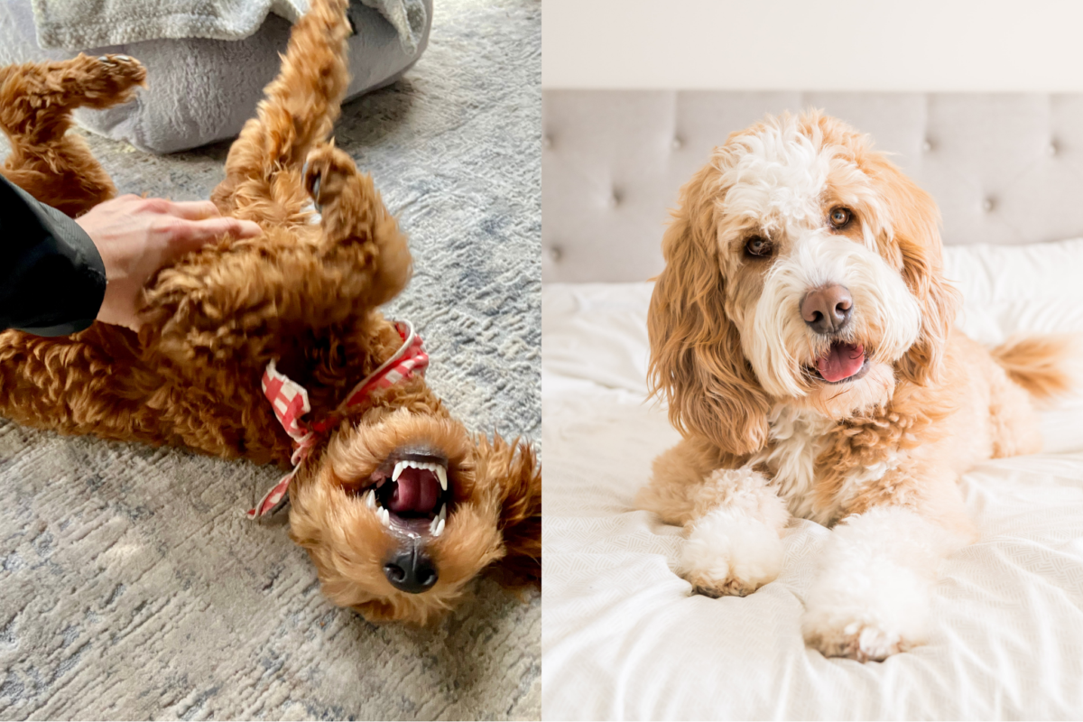 goldendoodle vs bernedoodle energy