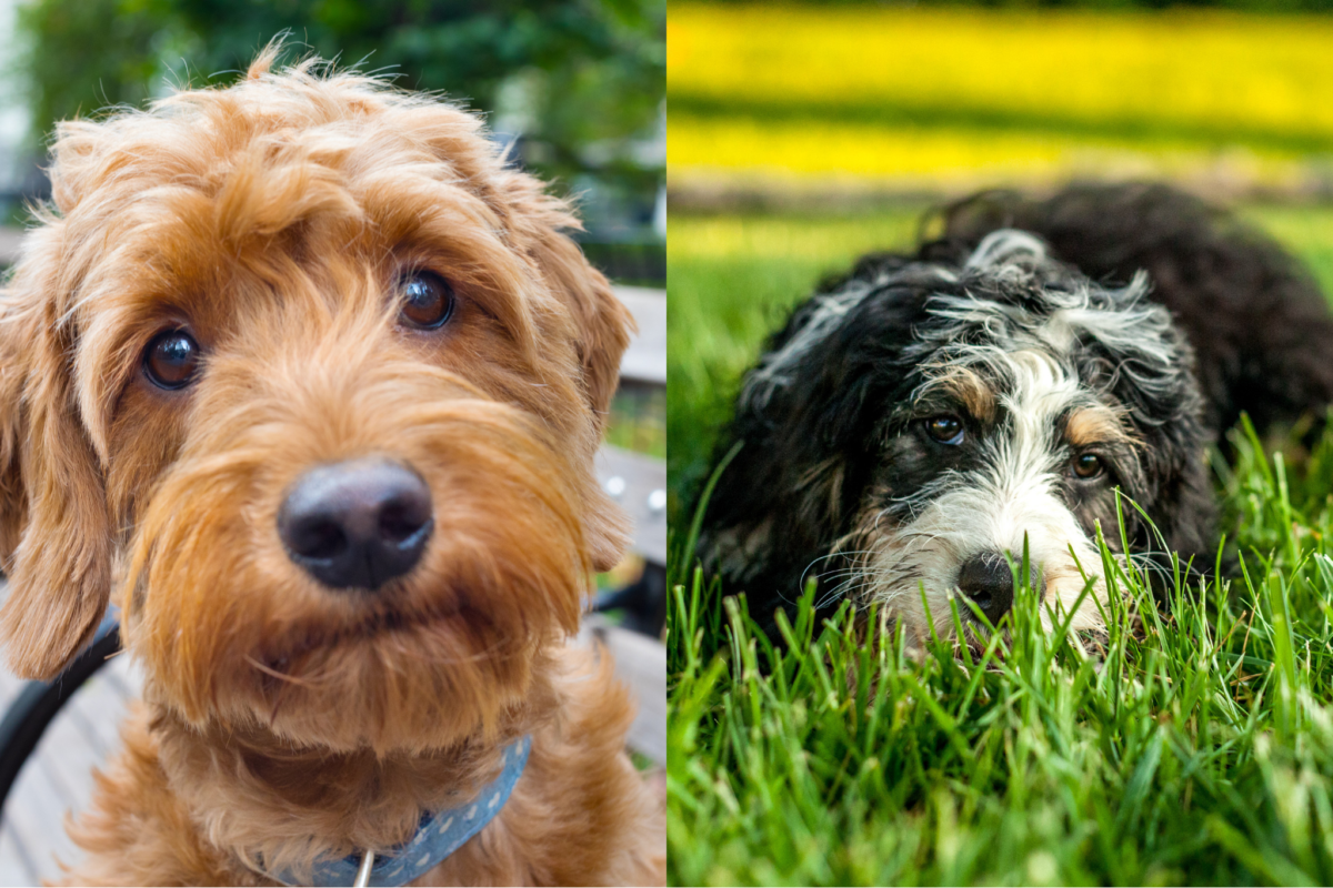 goldendoodle vs bernedoodle temperament