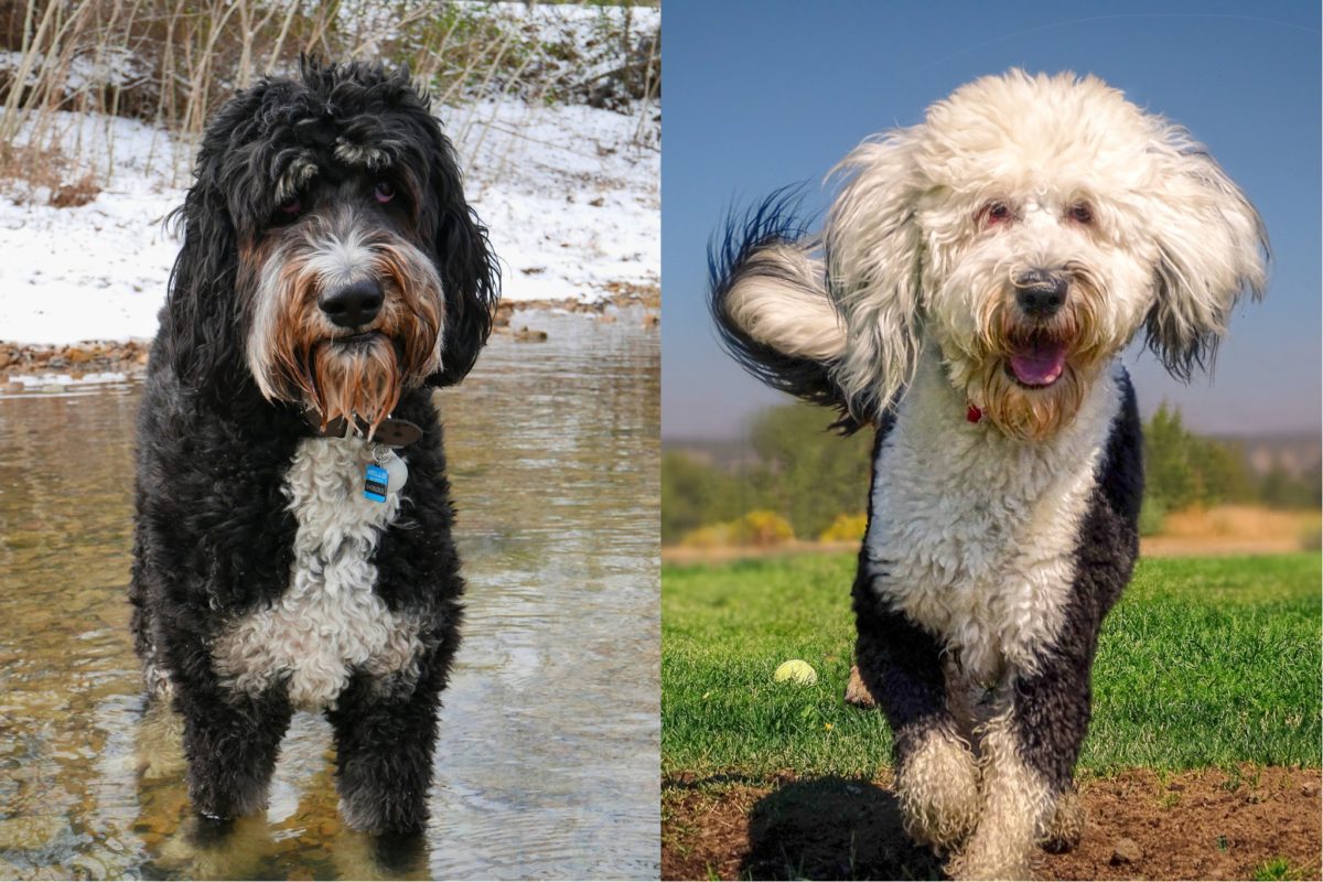 Bernedoodle vs Sheepadoodle appearance.