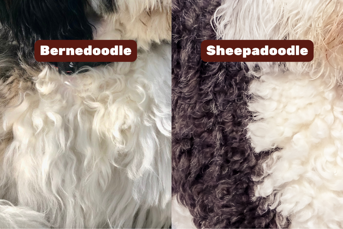 bernedoodle vs sheepadoodle coat