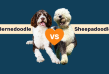 Bernedoodle vs Sheepadoodle comparison.