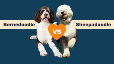 Bernedoodle vs Sheepadoodle comparison.