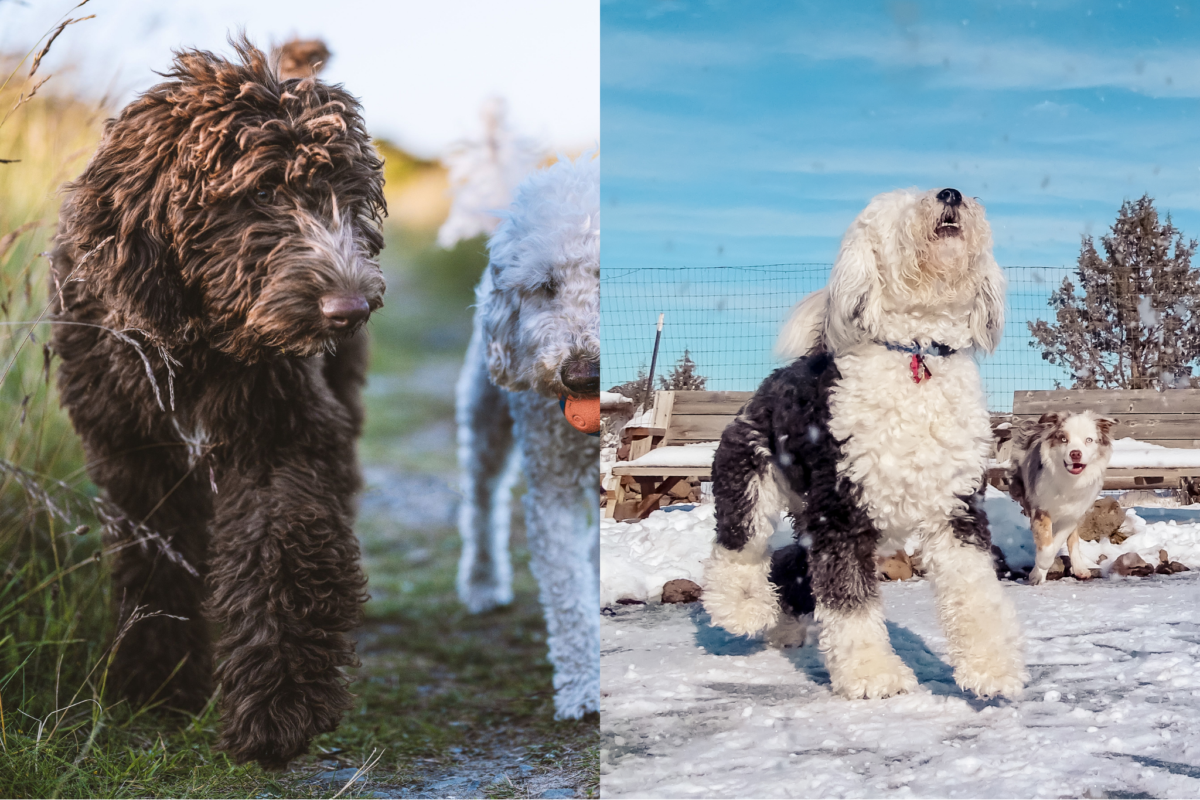 Bernedoodle vs Sheepadoodle energy.