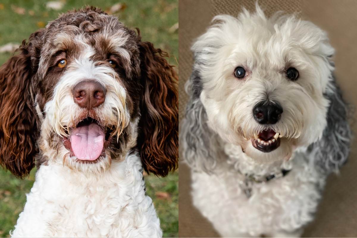 Bernedoodle vs. Sheepadoodle face.
