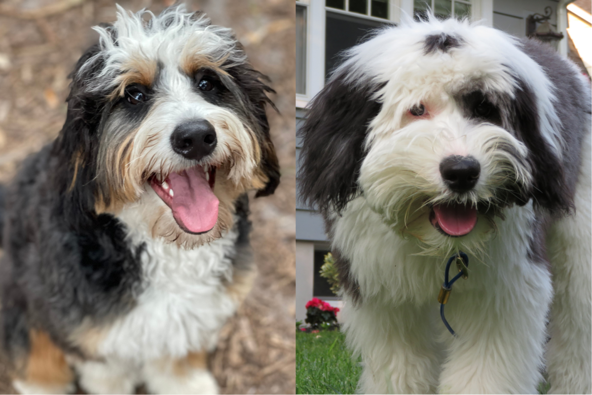 Bernedoodle vs Sheepadoodle panting.
