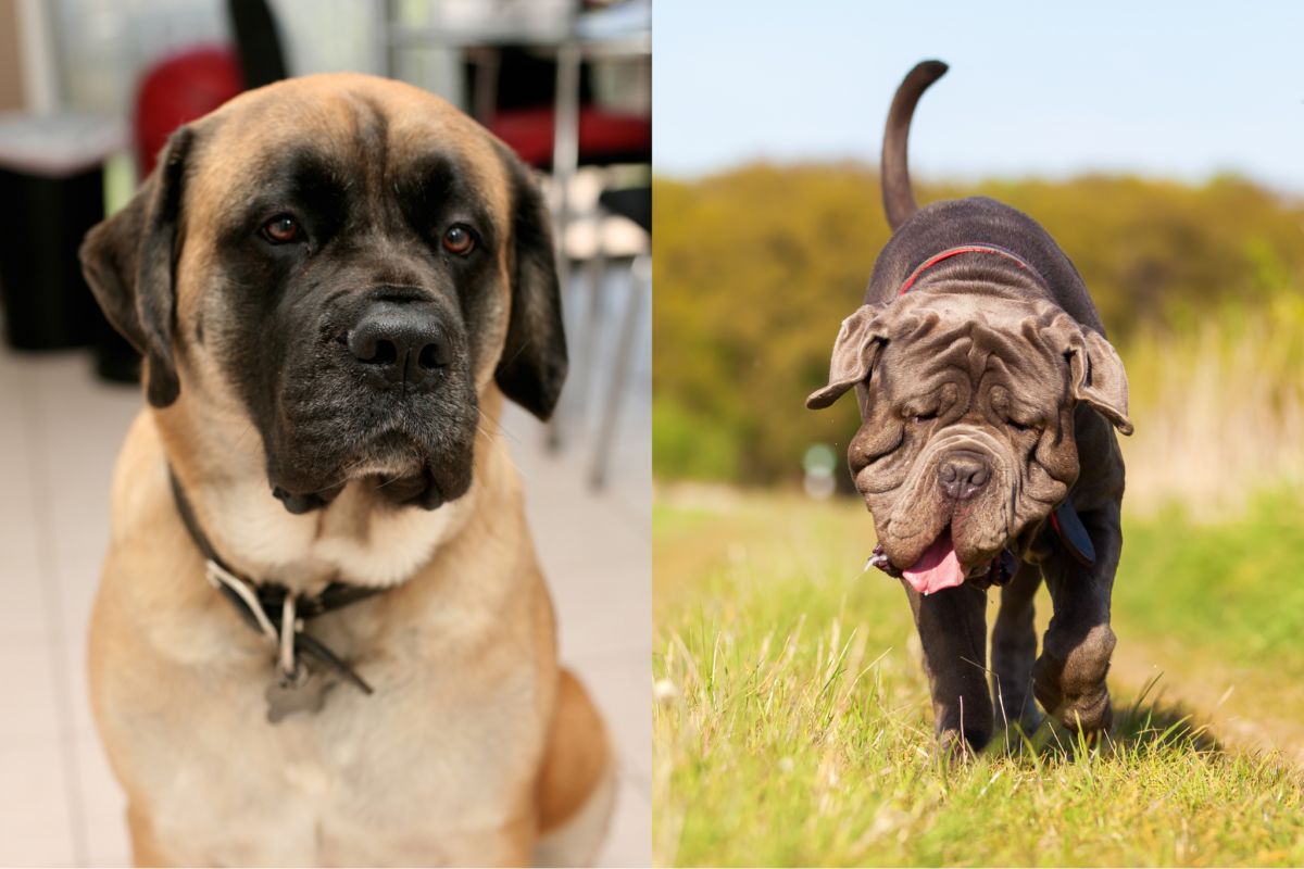 Photo grid featuring English Mastiff sitting and Neapolitan Mastiff running.