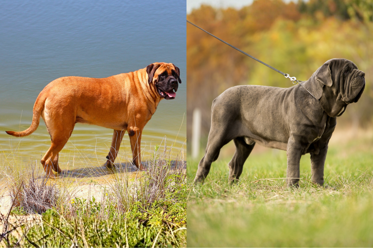 english mastiff vs neapolitan mastiff body profile