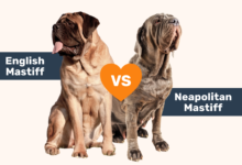 English Mastiff vs Neapolitan Mastiff comparison.