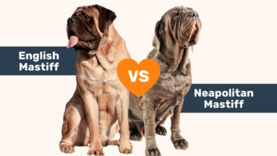 English Mastiff vs Neapolitan Mastiff comparison.