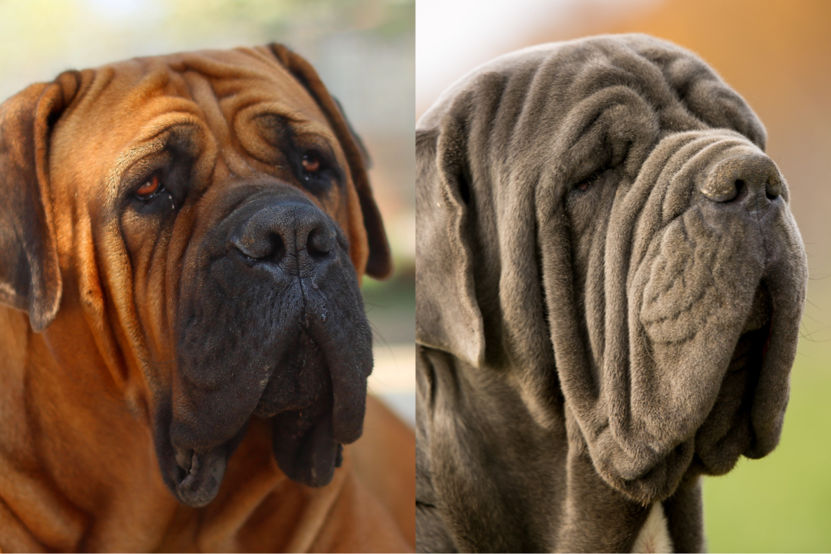 english mastiff vs neapolitan mastiff face