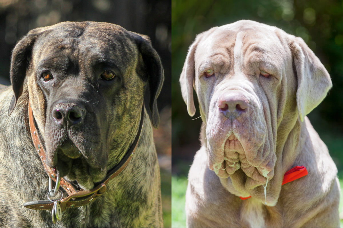 english mastiff vs neapolitan mastiff jowls