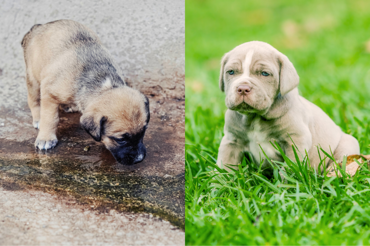 english mastiff vs neapolitan mastiff puppy