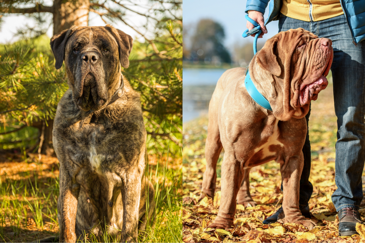 English Mastiff sitting outside vs Neapolitan Mastiff next to human.