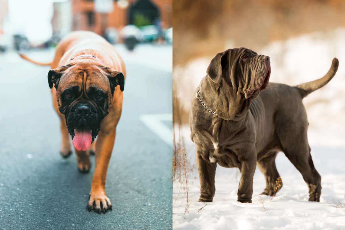 English Mastiff vs Neapolitan Mastiff temperament.