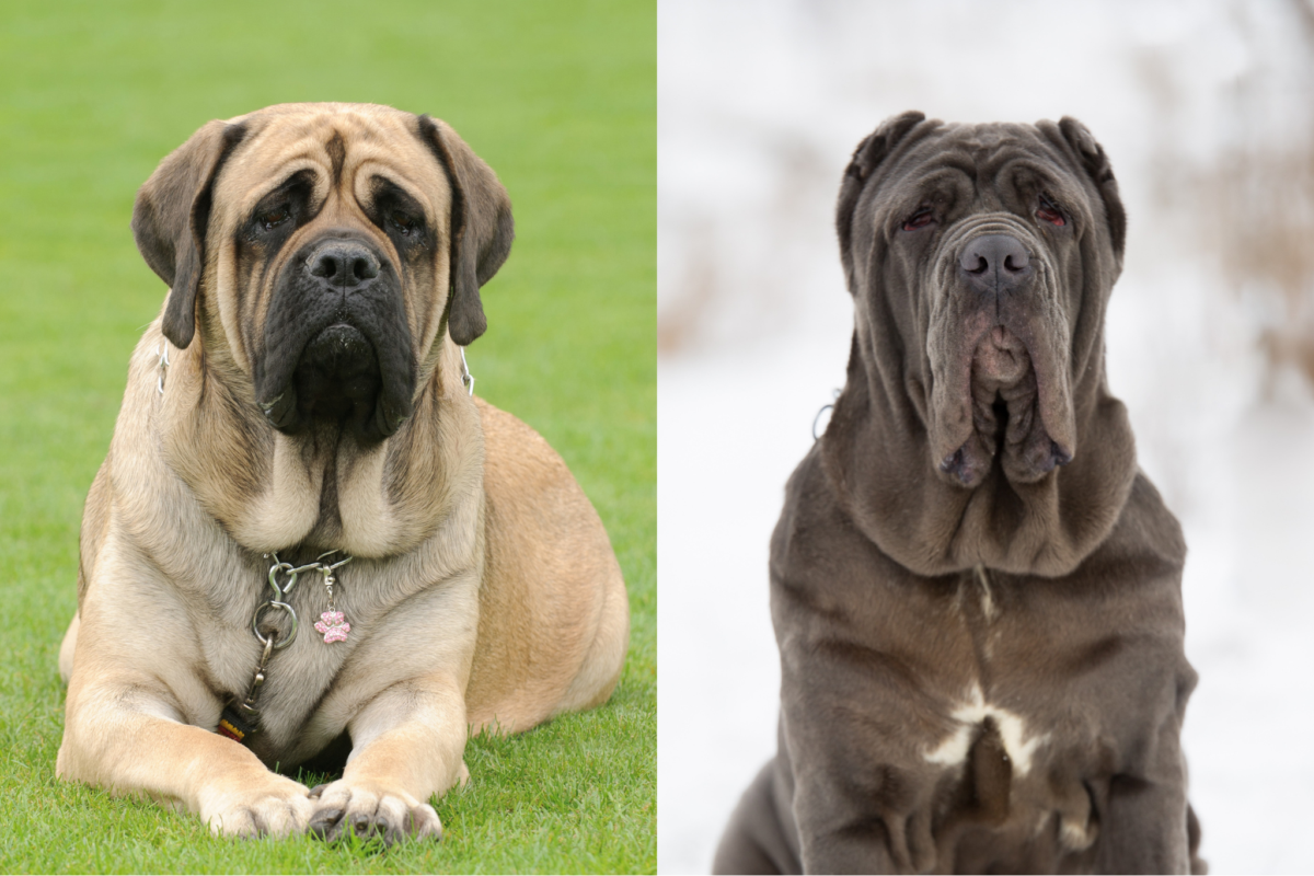 English Mastiff vs Neapolitan Mastiff outside.