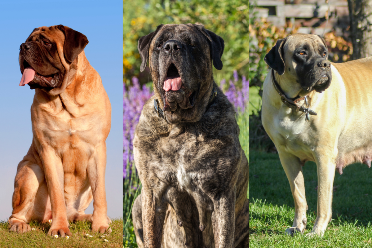 English Mastiff coat colors.