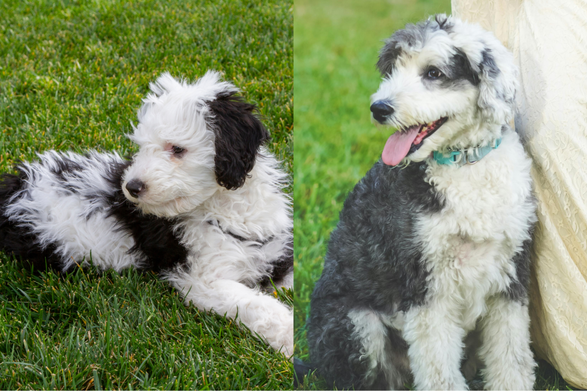 Sheepadoodle colors.