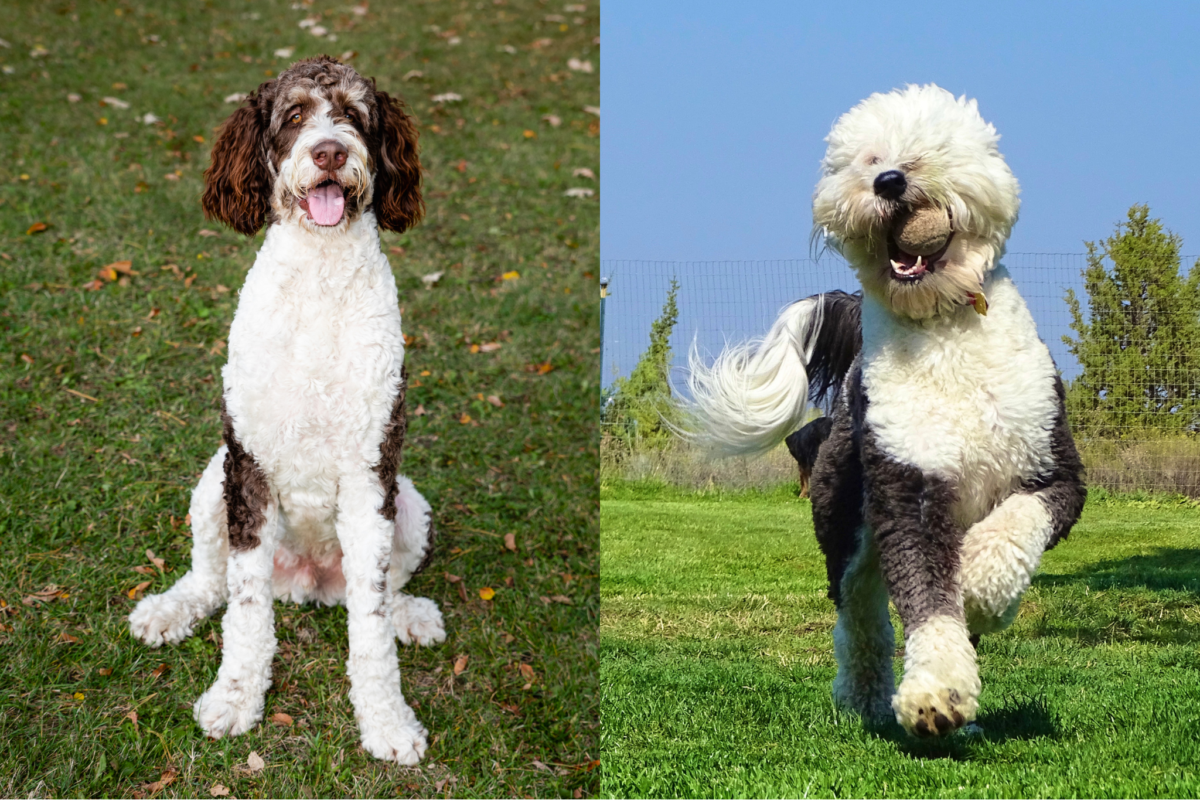 Calm Bernedoodle sitting vs. playful Sheepadoodle running.
