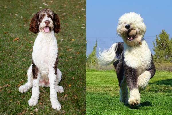 Bernedoodle vs Sheepadoodle: Which Doodle Actually Fits Your Life ...