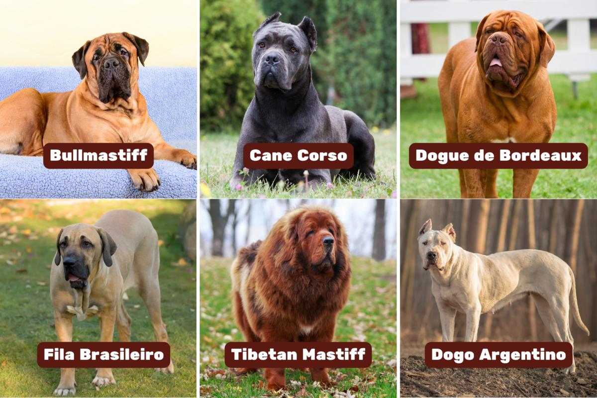 six mastiff breeds