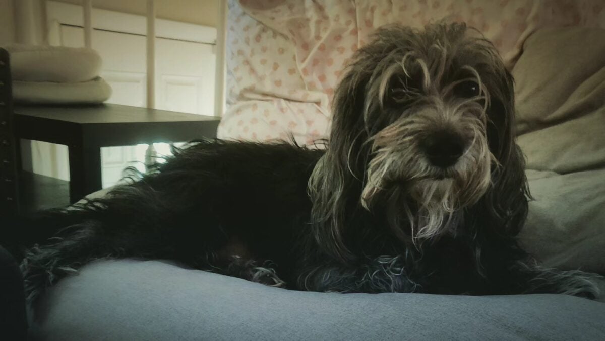 Small black dog on a bed, Falkor the dog on a bed