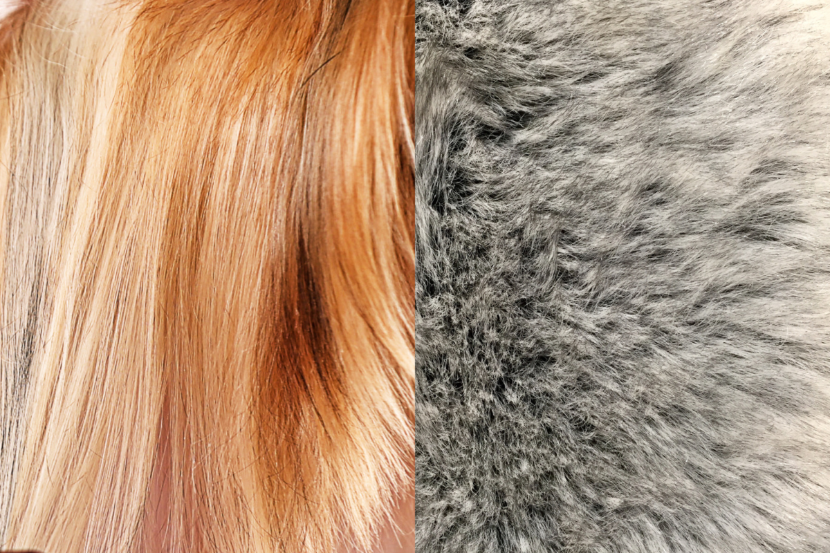 Yorkie hair grows in a single layer (left), while double-coated breeds have thick undercoats that shed heavily (right).