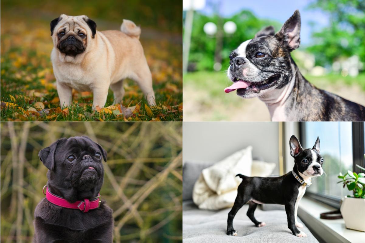 pug vs boston terrier coat colors
