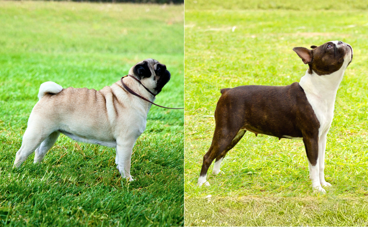 Pug vs boston Terrier size and build.
