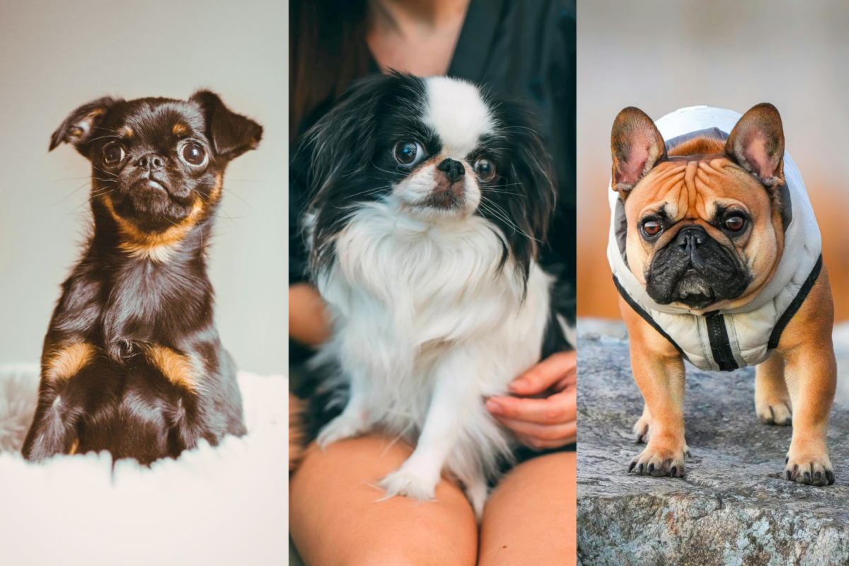small flat face dog breeds