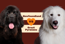Newfoundland vs Great Pyrenees.