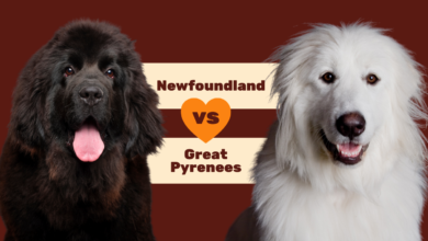 Newfoundland vs Great Pyrenees.