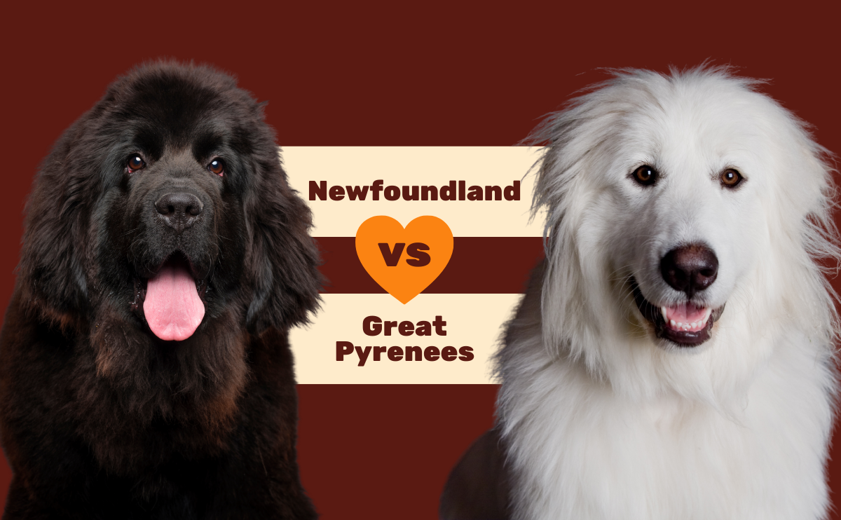 Newfoundland vs Great Pyrenees.