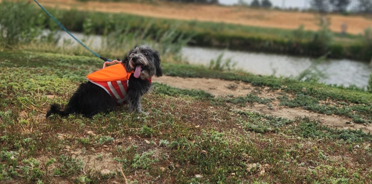 Falkor the Poogle in an orange life jacket.