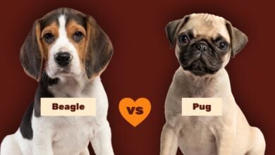 Beagle vs Pug comparison image.