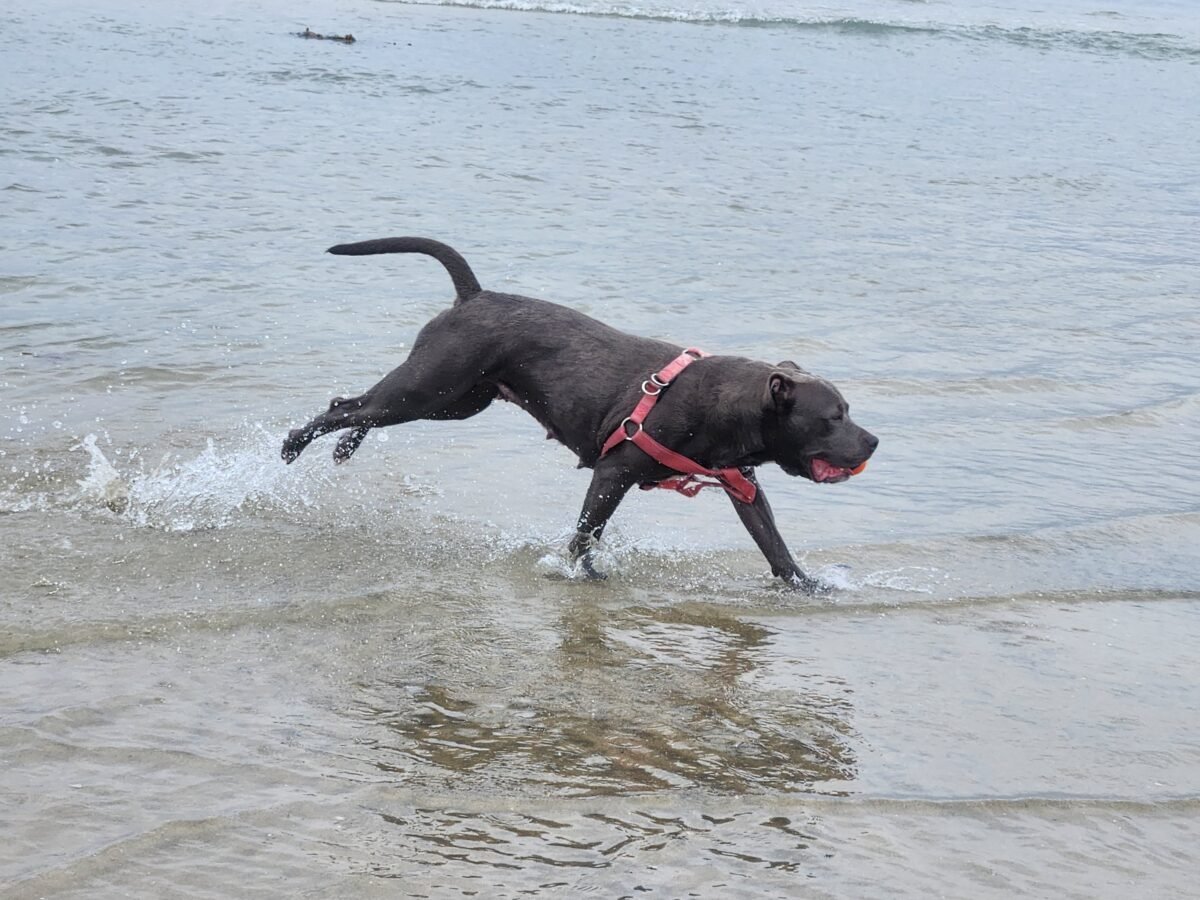 Large black dog running in the ocean in the summer.