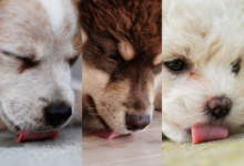 Dogs licking various flooring.