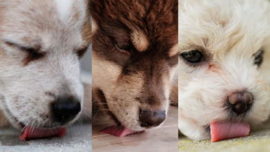 Dogs licking various flooring.