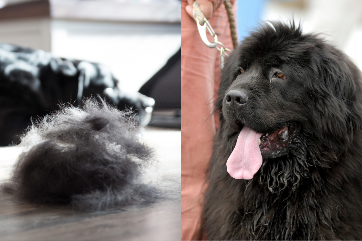 Lab shedding vs Newfoundland drooling.