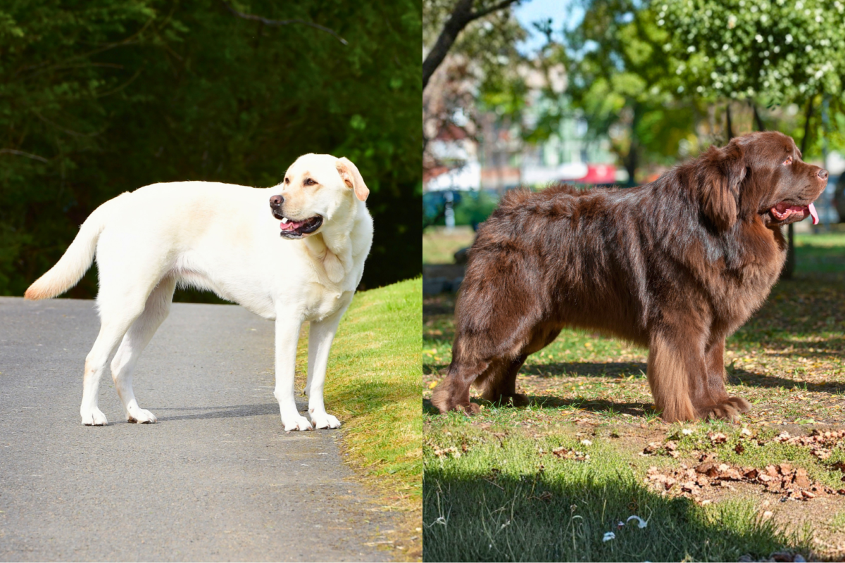 Labrador Retriever vs Newfoundland size.