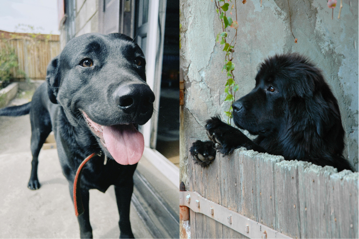 Lab vs Newfoundland stranger behavior