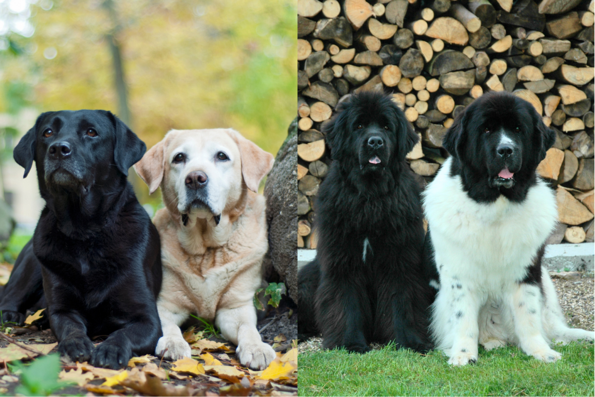 lab vs newfoundland training