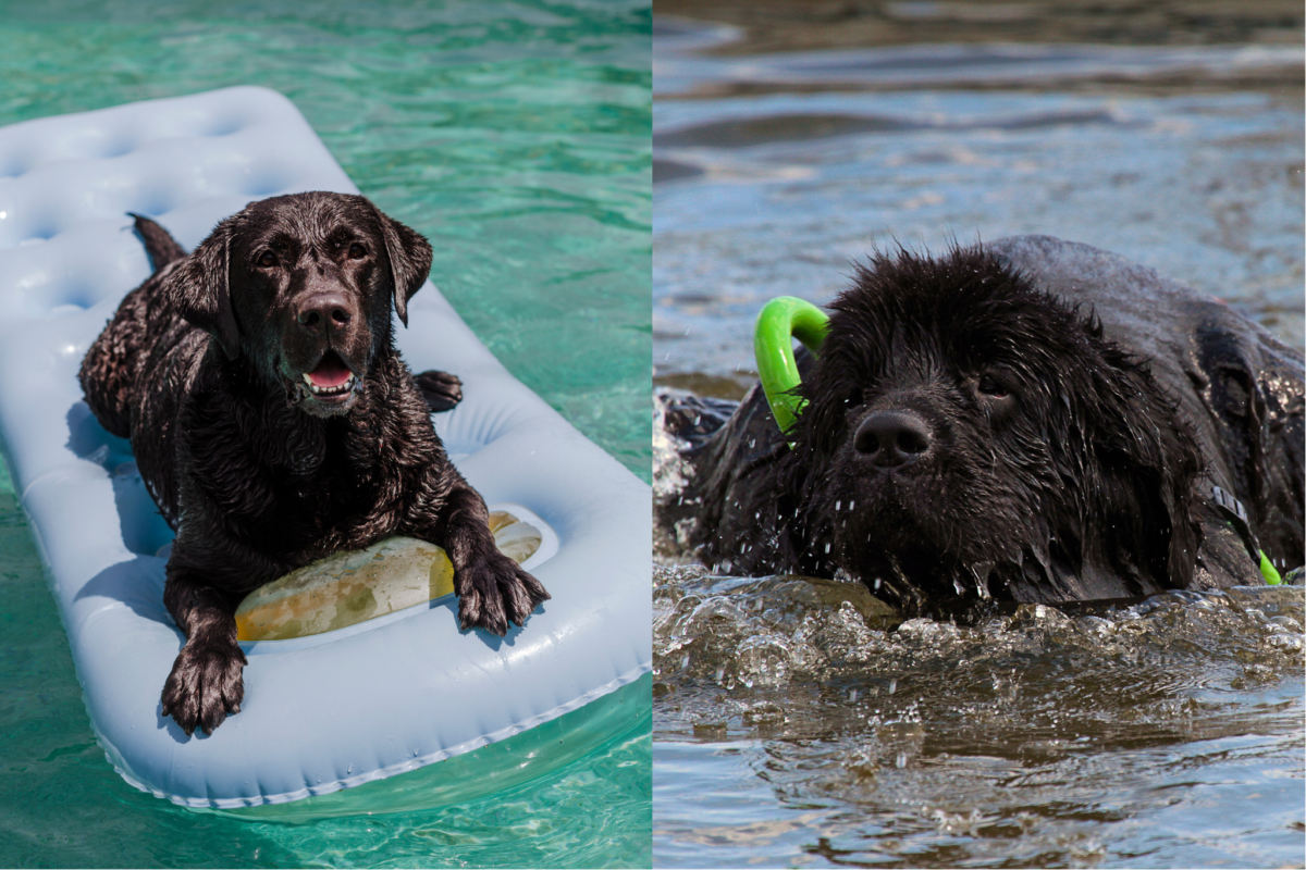 lab vs newfoundland water