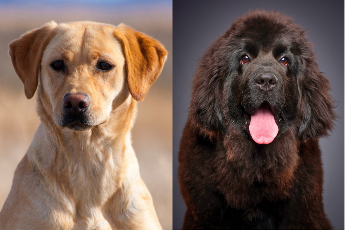 Labrador Retriever vs Newfoundland coat.