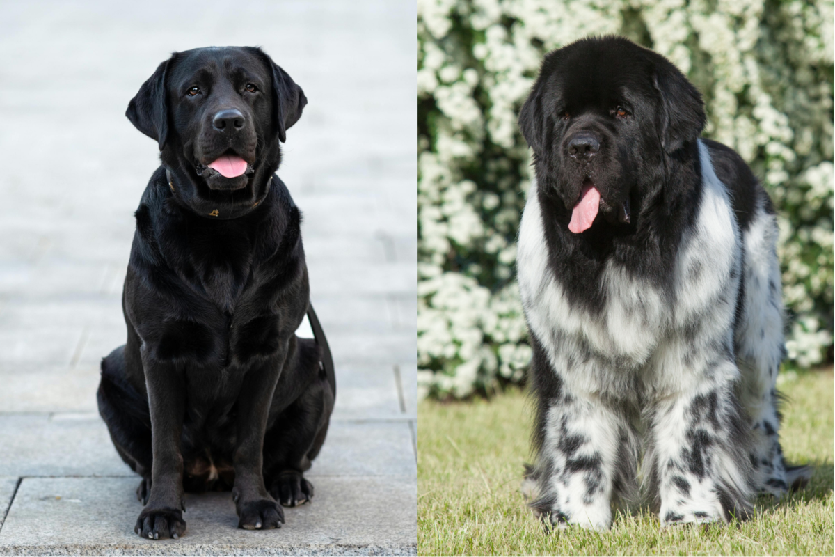 Labrador Retriever vs Newfoundland dogs.